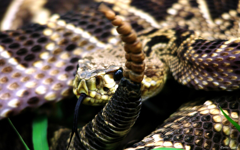 Crotalus adamanteus. It lives in the United States.