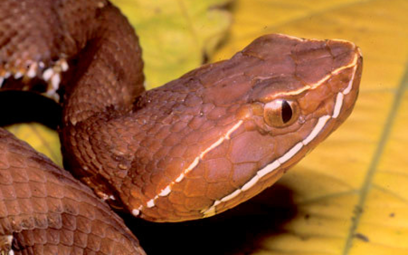 Agkistrodon howardgloydi. Photo by Alejandro Solorzano