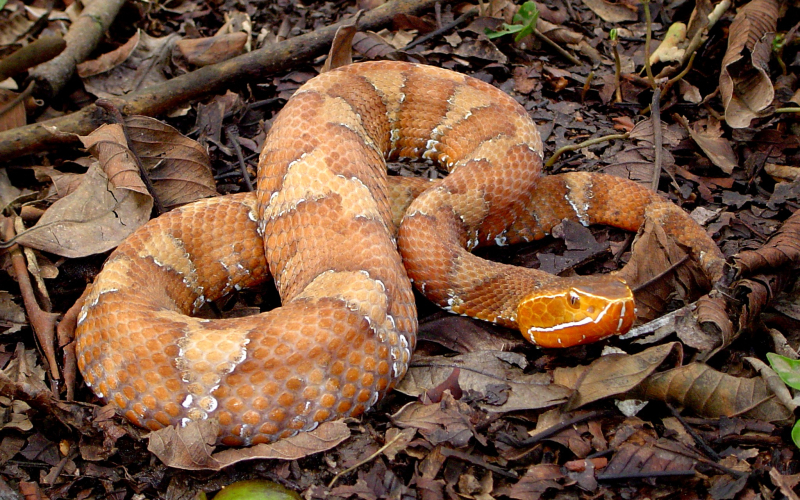 Agkistrodon howardgloydi. Cantil, castellana, mocasín