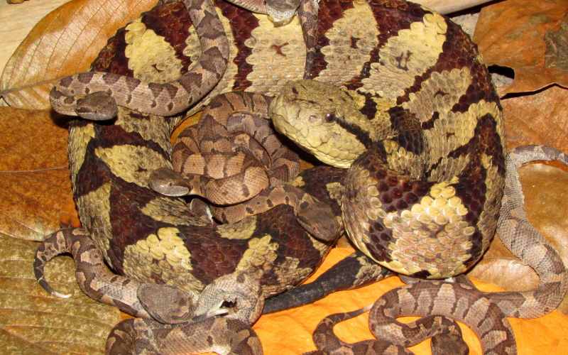 Atropoides mexicanus. Autor Alejandro Solorzano