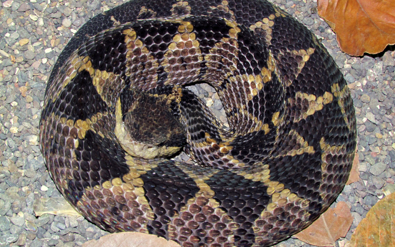 Atropoides mexicanus. Autor Alejandro Solorzano