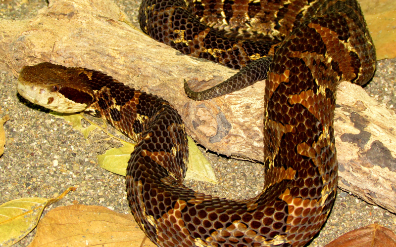 Atropoides picadoi. Photo by Alejandro Solorzano