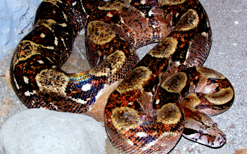 Boa imperator. Photo by Alejandro Solorzano