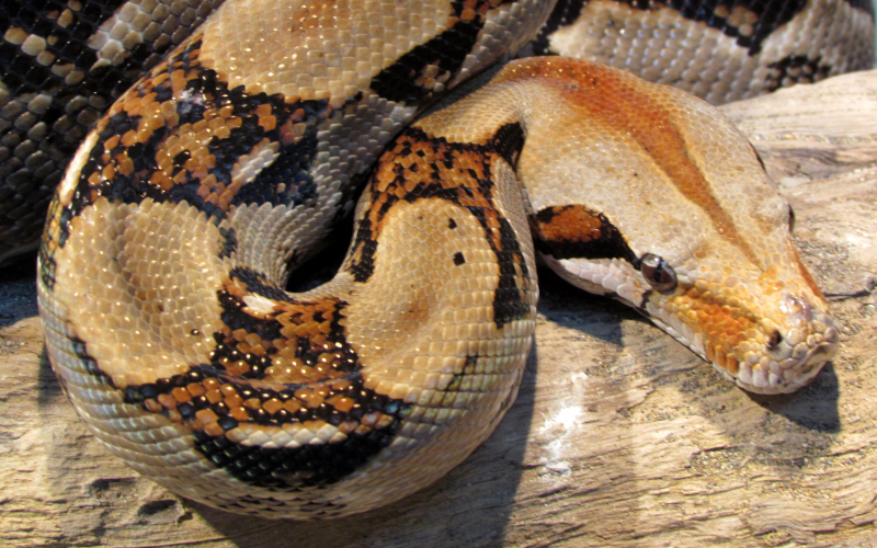 Boa imperator. Photo by Alejandro Solorzano