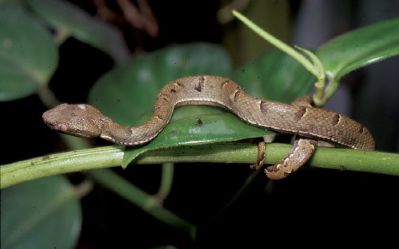 Bothriechis lateralis. Lora venenosa. Autor Alejandro Solorzano