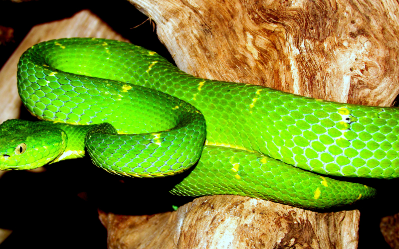 Bothriechis lateralis. Photo by Alejandro Solorzano