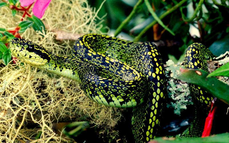 Bothriechis nigroviridis. Photo by Alejandro Solorzano