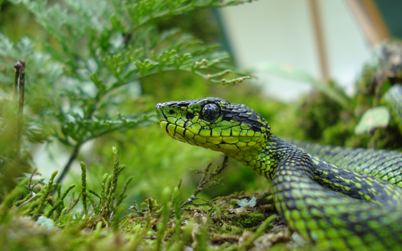 Bothriechis nigroviridis. Autor Aaron Gomez