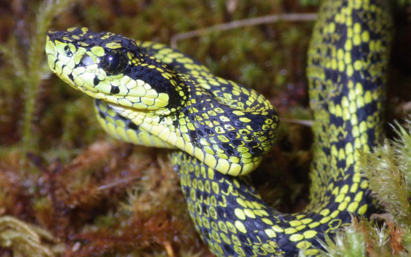 Bothriechis nubestris. Toboba de árbol de Talamanca