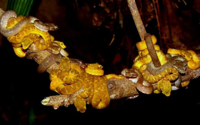 Bothriechis schlegelii. Photo by Alejandro Solorzano