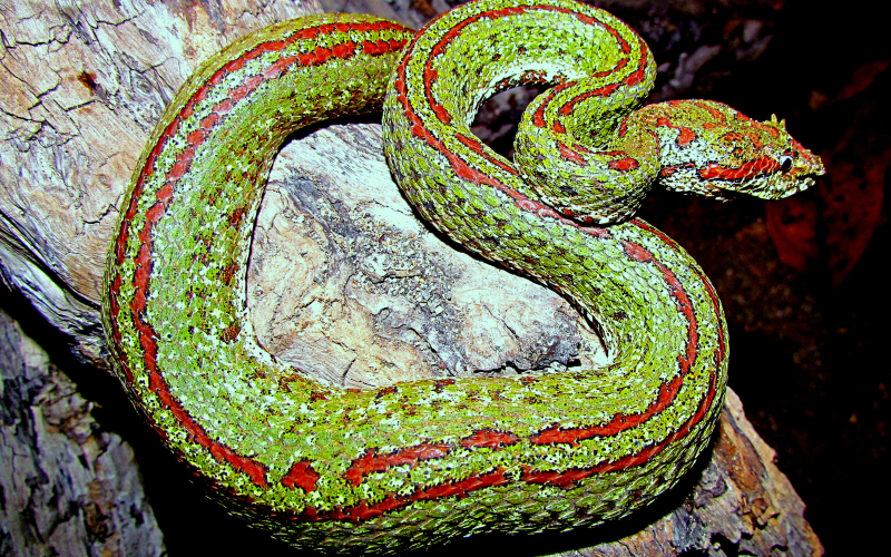 Bothriechis schlegelii. Photo by  Alejandro Solorzano