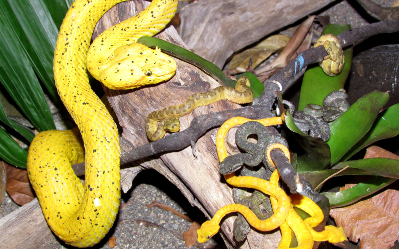 Bothriechis schlegelii. Photo by Alejandro Solorzano