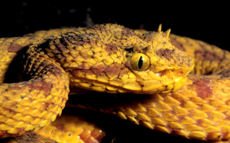 Bothriechis schlegelii. Photo by Alejandro Solorzano