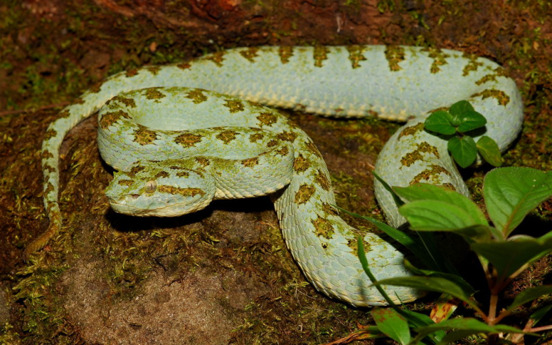 Bothriechis supraciliaris. Bocaracá manchada