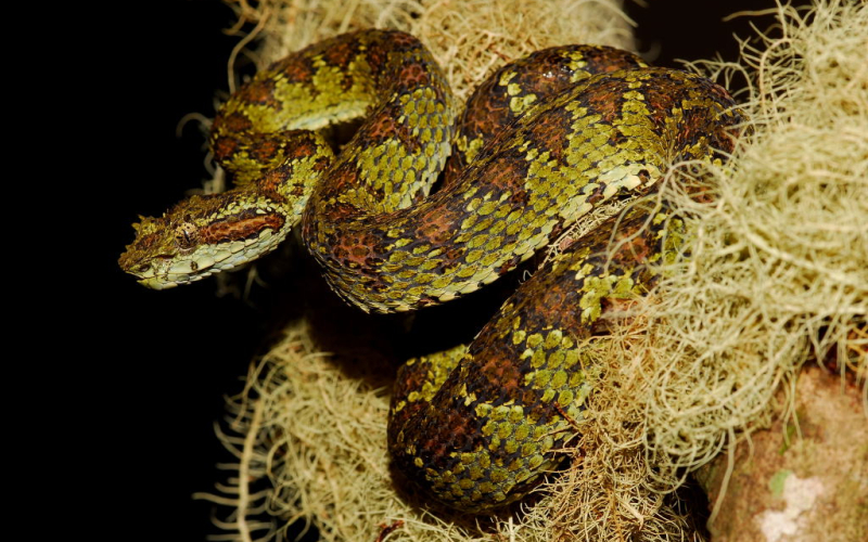 Bothriechis supraciliaris. Bocaracá manchada