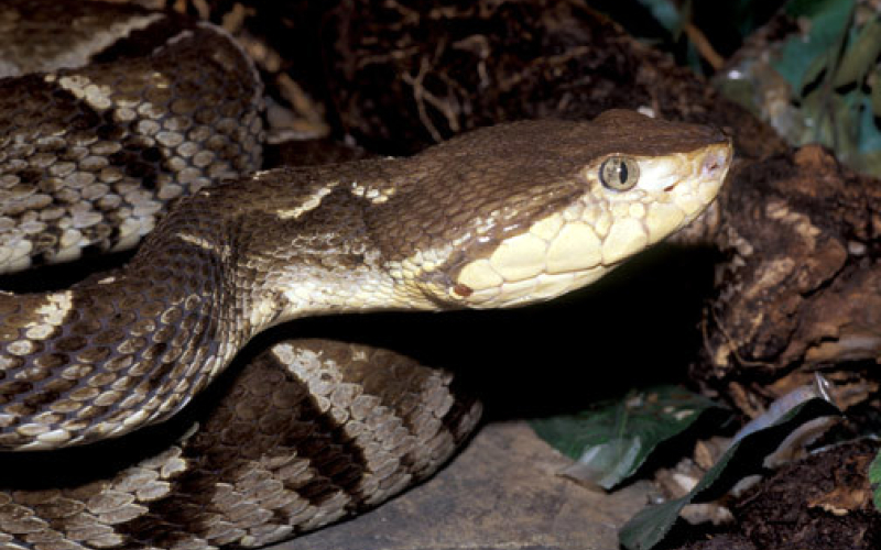 Bothrops asper. Autor Alejandro Solorzano