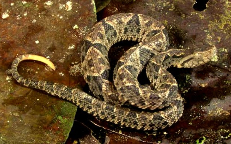 Bothrops asper. Autor Alejandro Solorzano