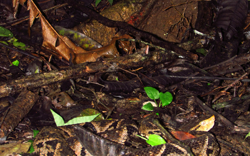 Bothrops asper. Autor Alejandro Solorzano