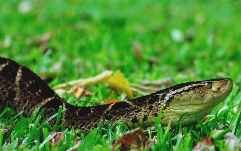 Bothrops asper. 