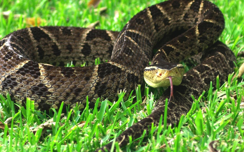 Bothrops asper. 