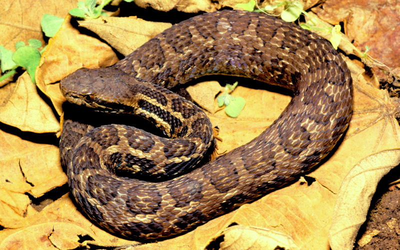 Cerrophidion sasai. Autor Alejandro Solorzano