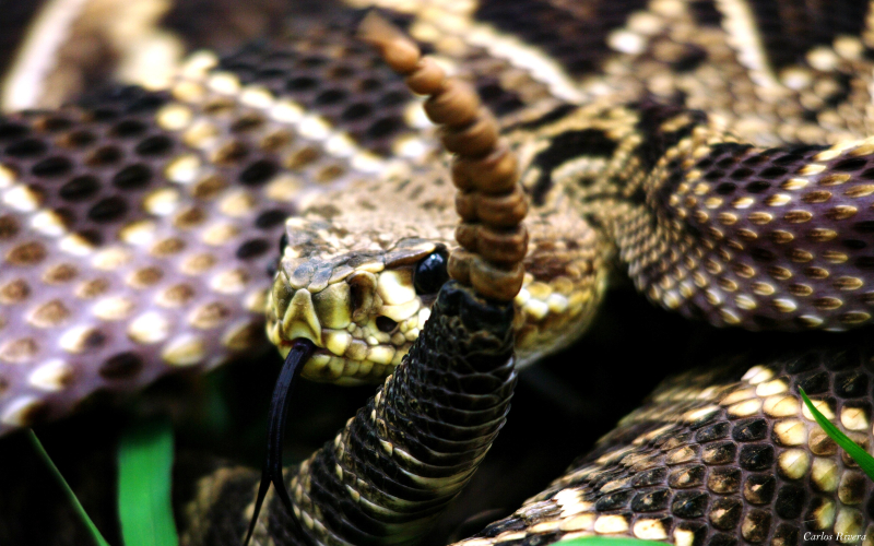 Crotalus adamanteus. Cascabel espalda diamante. Habita en Estados Unidos.