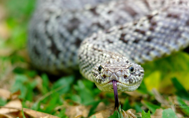 Crotalus pifanorum. cascabel. Habita en SUDAMÉRICA