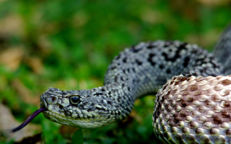 Crotalus pifanorum. cascabel. Habita en SUDAMÉRICA