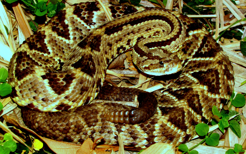 Crotalus simus. Autor Alejandro Solorzano