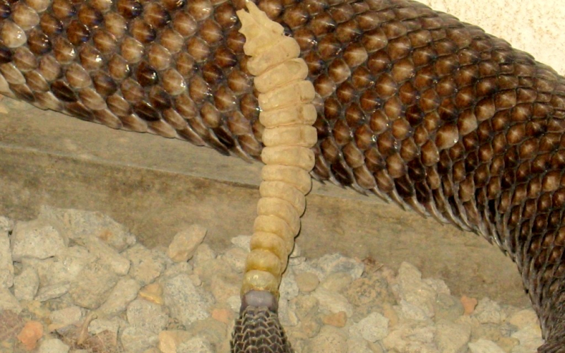 Crotalus simus. Autor Alejandro Solorzano