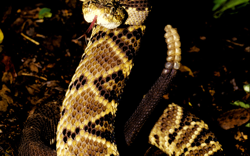 Crotalus simus. Autor Alejandro Solorzano