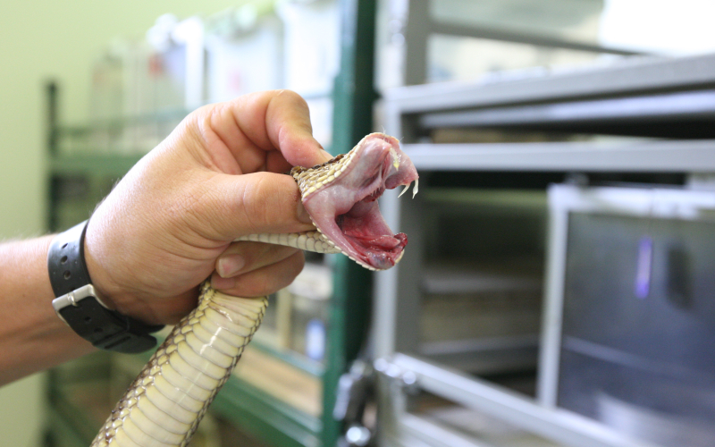 Crotalus simus. Cascabel. Animal en un proceso de extracción de veneno.