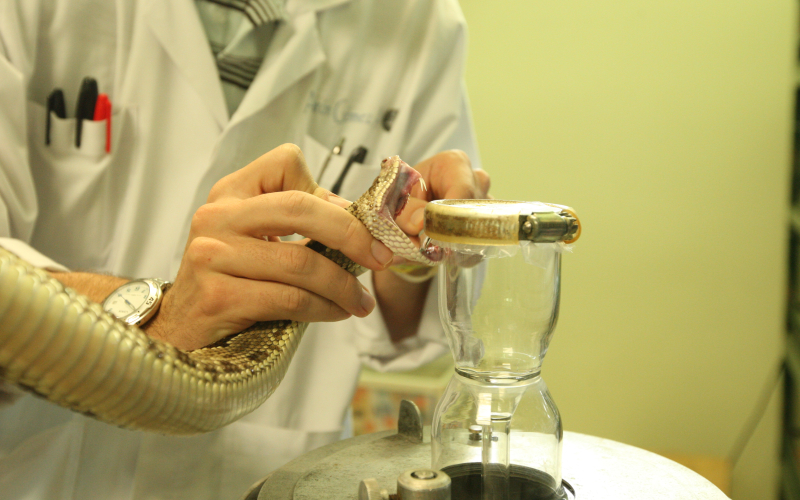 Crotalus simus. Animal in a process of extraction of poison.