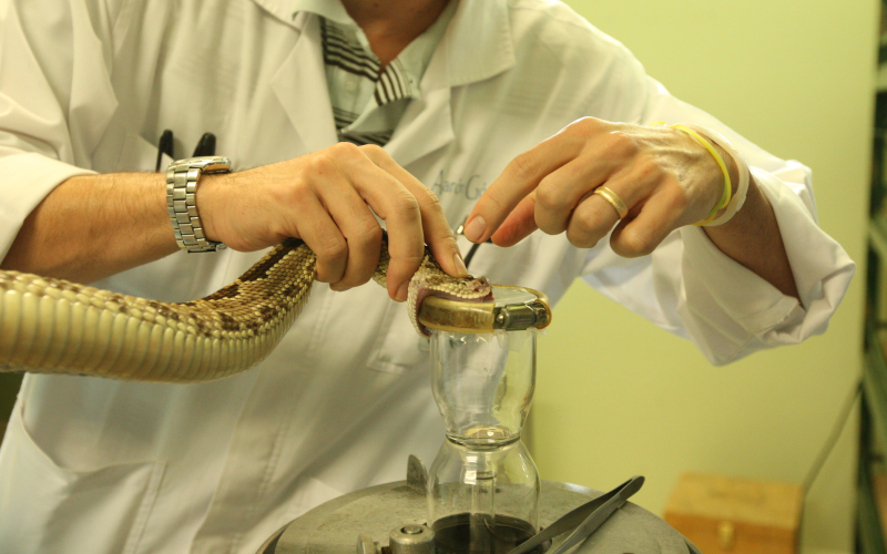 Crotalus simus. Cascabel. Animal en un proceso de extracción de veneno.