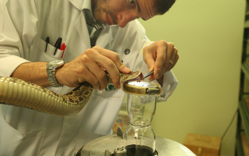 Crotalus simus. Cascabel. Animal en un proceso de extracción de veneno.