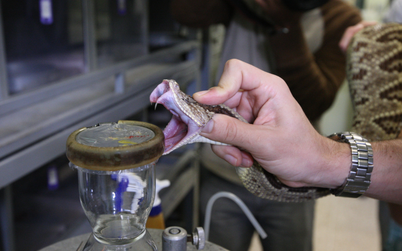 Crotalus simus. Cascabel. Animal en un proceso de extracción de veneno.