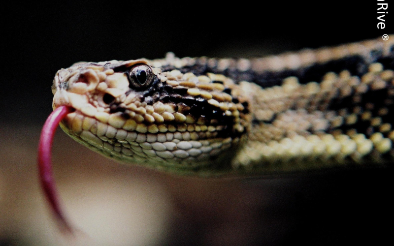 Crotalus simus. Cascabel.