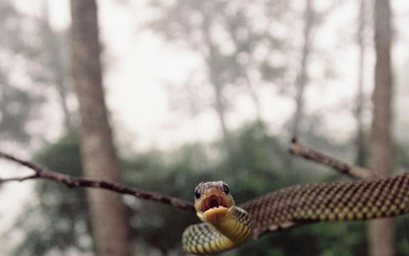 Drymobius margaritiferus. 