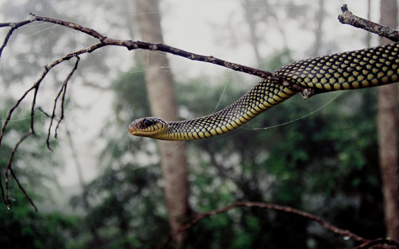 Drymobius margaritiferus. Corredora pintada, Margarita, ranera común.