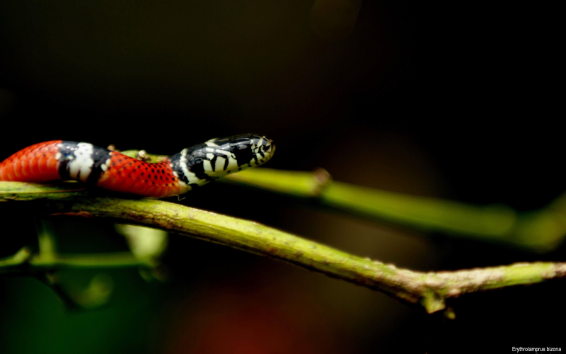 Erythrolamprus bizona. Falsa coral, coral falsa de nariz manchada.