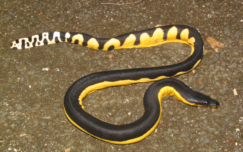 Hydrophis platura, Photo by Alejandro Solorzano