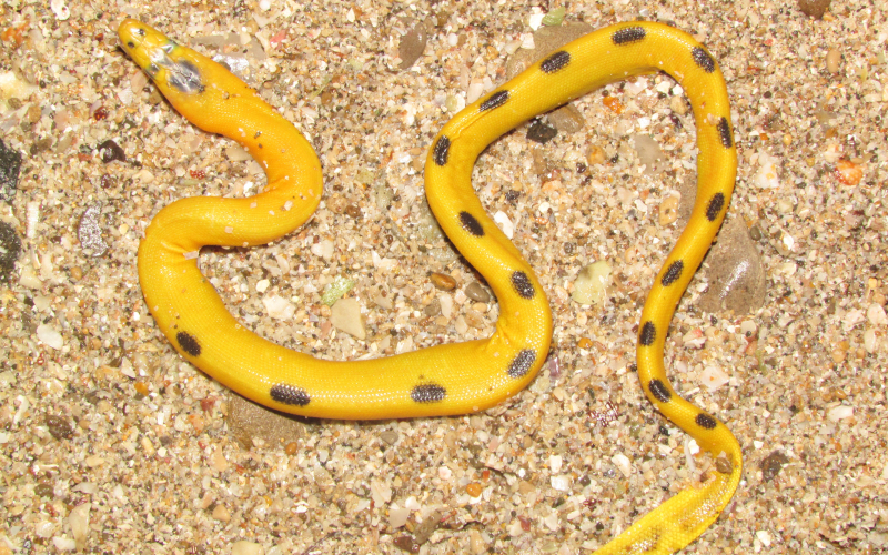 Hydrophis platura, serpiente de mar o marina. Autor Alejandro Solorzano