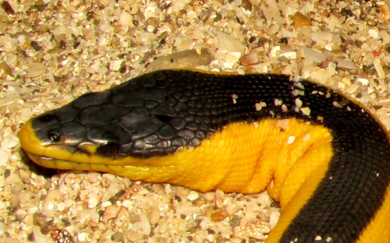 Hydrophis platura, serpiente de mar o marina. Autor Alejandro Solorzano