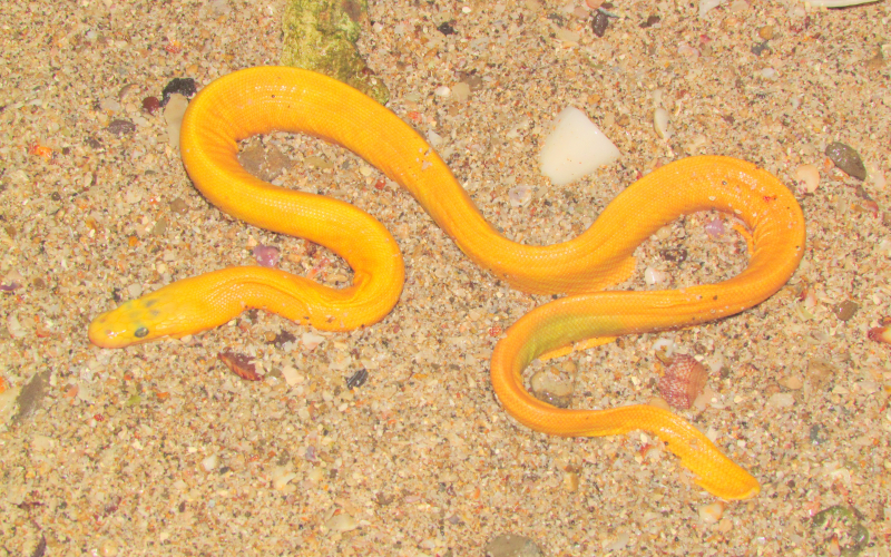 Hydrophis platura, serpiente de mar o marina. Autor Alejandro Solorzano