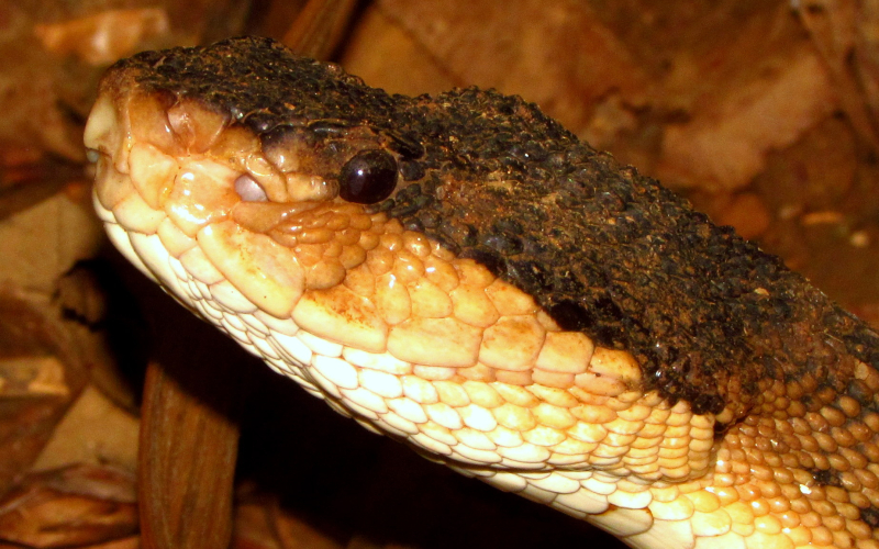 Lachesis melanocephala. Autor Alejandro Solorzano