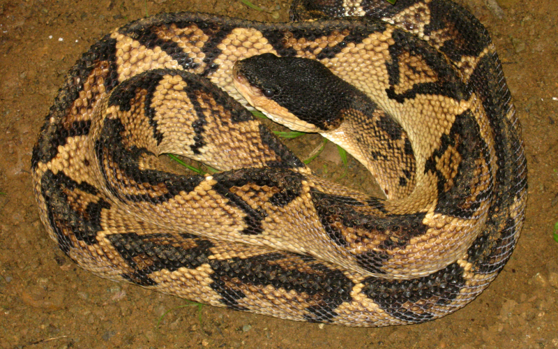 Lachesis melanocephala. Autor Alejandro Solorzano