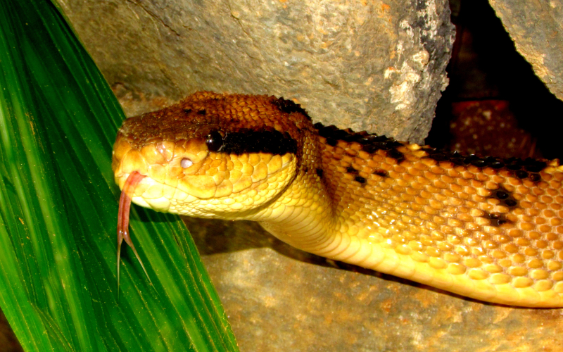 Lachesis stenophrys. Autor Alejandro Solorzano