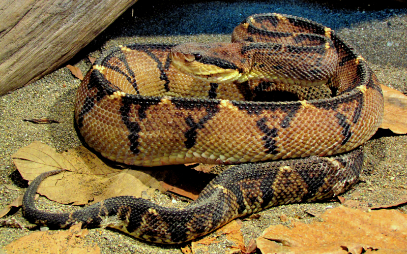 Lachesis stenophrys. Autor Alejandro Solorzano