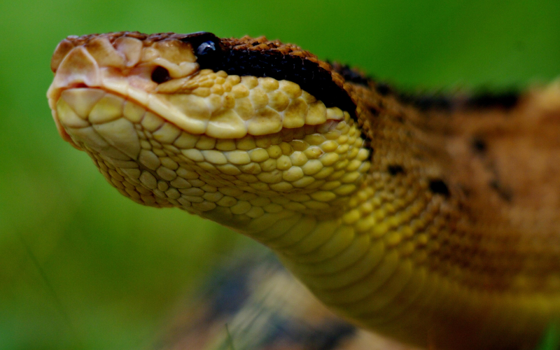 Lachesis stenophrys. Matabuey.