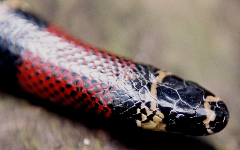 Lampropeltis abnorma (triangulum). Falsa coral, serpiente de leche